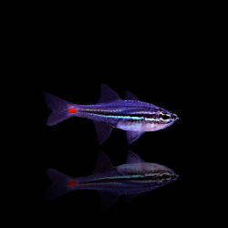 Apogon parvulus | Coralandfishstore.nl