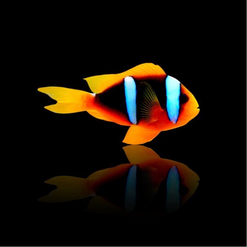 Amphiprion Chrysopterus kaufen | Coralandfishstore.nl Amphiprion Chrysopterus kaufen | Coralandfishstore.nl