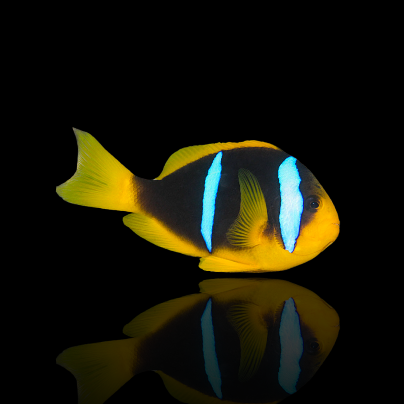 Amphiprion Chrysopterus kaufen | Coralandfishstore.nl