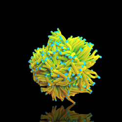 Möchten Sie Euphyllia Banana Torch kaufen – pro Kopf? | Coralandfishstore.nl