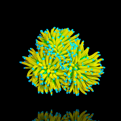 Möchten Sie Euphyllia Banana Torch kaufen – pro Kopf? | Coralandfishstore.nl