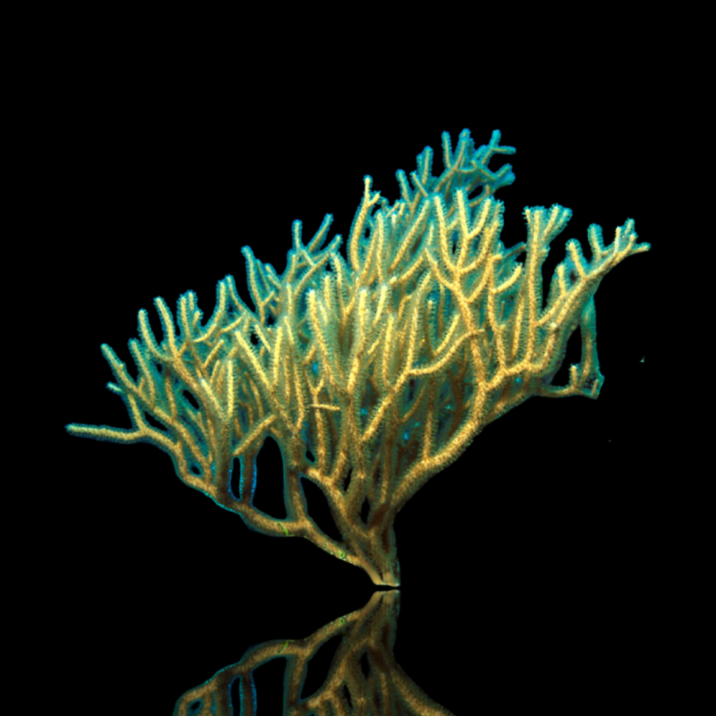 Rumphella sp. Bushy Branches Kenia M-Size bestellen? l Coralandfishstore.nl