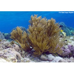 Rumphella sp. Bushy Branches Kenia M-size bestellen ? l Coralandfishstore.nl