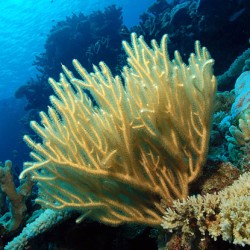 Rumphella sp. Bushy Branches Kenia M-Size bestellen? l Coralandfishstore.nl