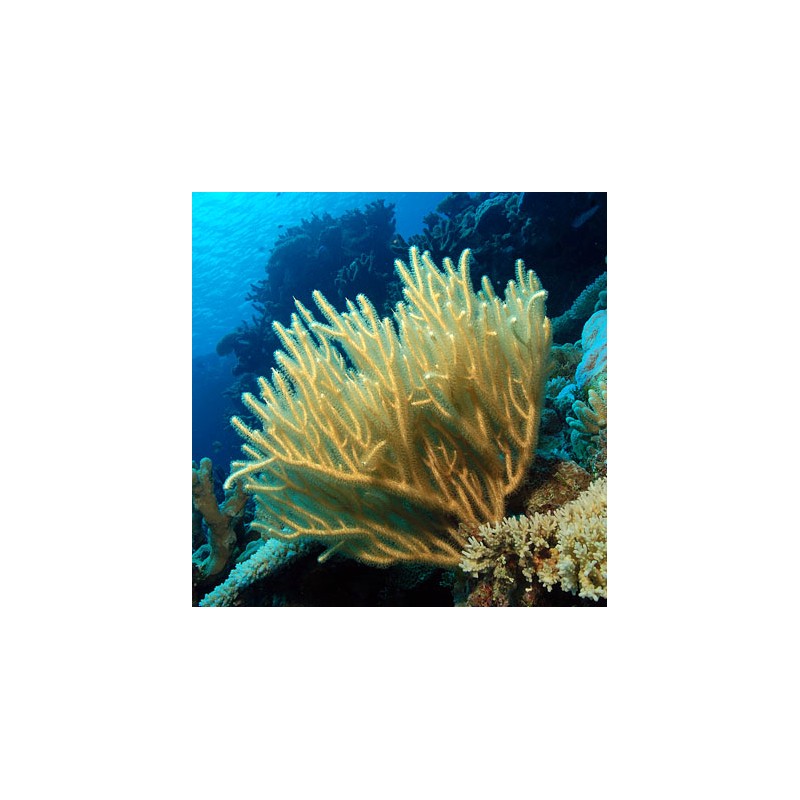 Rumphella sp. Bushy Branches Kenia M-Size bestellen? l Coralandfishstore.nl Rumphella sp. Bushy Branches Kenia M-Size bestellen? l Coralandfishstore.nl
