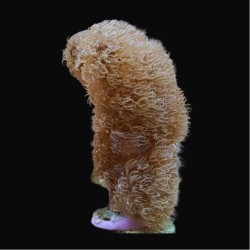 Corky Gorgoon Briareum Miami XL Größe| Coralandfishstore.nl