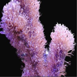 Corky Gorgoon Briareum Miami (L) | Coralandfishstore.nl