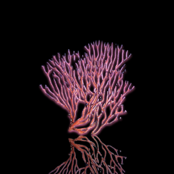 Iciligorgia Schrammi (gorgone violette) | Coralandfishstore.nl
