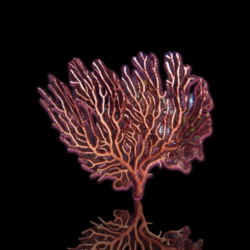 Iciligorgia Schrammi (gorgone violette) | Coralandfishstore.nl