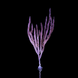 Pterogorgia Anceps