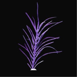 Ptérogorgie Anceps | Coralandfishstore.nl