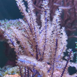 Pseudopterogorgia Bipinnata - Gorgonia de saule violet taille M| Coralandfishstore.nl