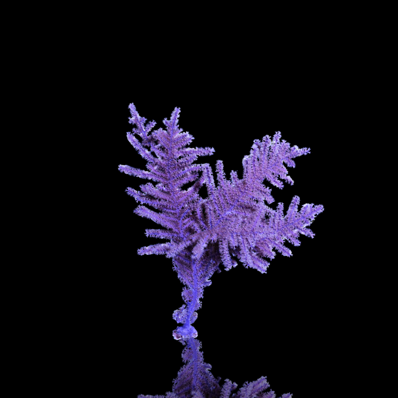 Pseudopterogorgia Bipinnata - Lila Weiden-Gorgonia M-Größe | Coralandfishstore.nl