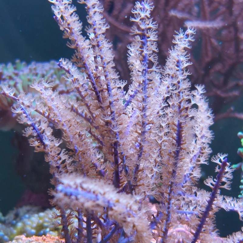 Pseudopterogorgia Bipinnata - Lila Weiden-Gorgonia M-Größe | Coralandfishstore.nl Pseudopterogorgia Bipinnata - Lila Weiden-Gorgonia M-Größe | Coralandfishstore.nl