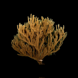 Pseudoplexaura Porosa | Coralandfishstore.nl