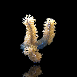 Plexaurella Nutans | Coralandfishstore.nl
