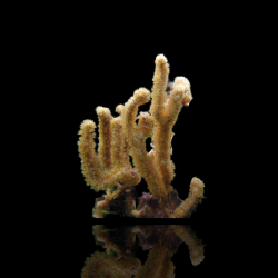 Plexaurella Nutans | Coralandfishstore.nl