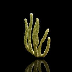 Eunicea calyculata | Coralandfishstore.nl