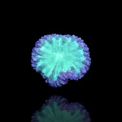 Blastomusa Wellsi Grau - Grün - pro Polyp kaufen Australien | Coralandfishstore.nl