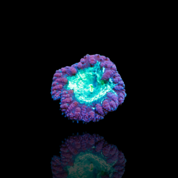 Blastomusa Wellsi Grau - Grün - pro Polyp kaufen Australien | Coralandfishstore.nl