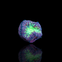 Blastomusa Wellsi gris-vert – achat par polype en Australie | Coralandfishstore.nl