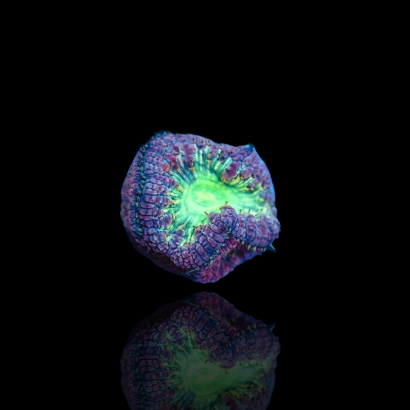 Blastomusa Wellsi Grau - Grün - pro Polyp kaufen Australien | Coralandfishstore.nl Blastomusa Wellsi Grau - Grün - pro Polyp kaufen Australien | Coralandfishstore.nl