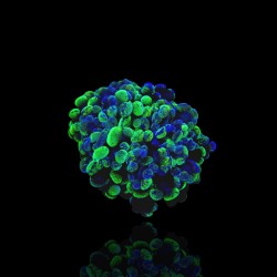 Kaufen Sie Euphyllia Paraancora Two Tones M-Größe | Coralandfishstore.nl