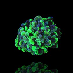 Achetez Euphyllia Paraancora bicolore taille M | Coralandfishstore.nl