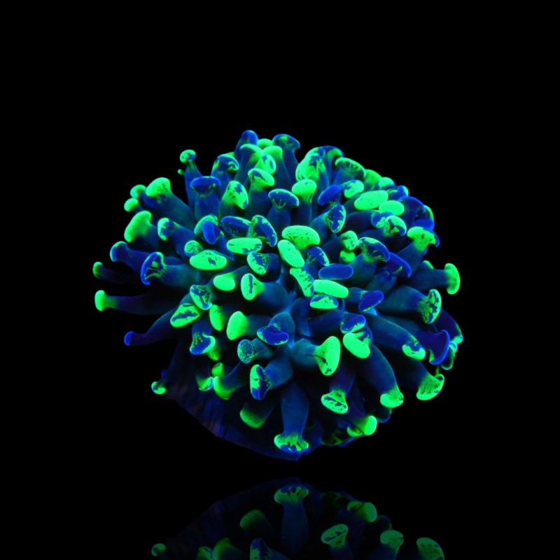 Achetez Euphyllia Paraancora bicolore taille M | Coralandfishstore.nl Achetez Euphyllia Paraancora bicolore taille M | Coralandfishstore.nl