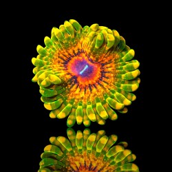 Zoanthus Grand Maître Krakatoa