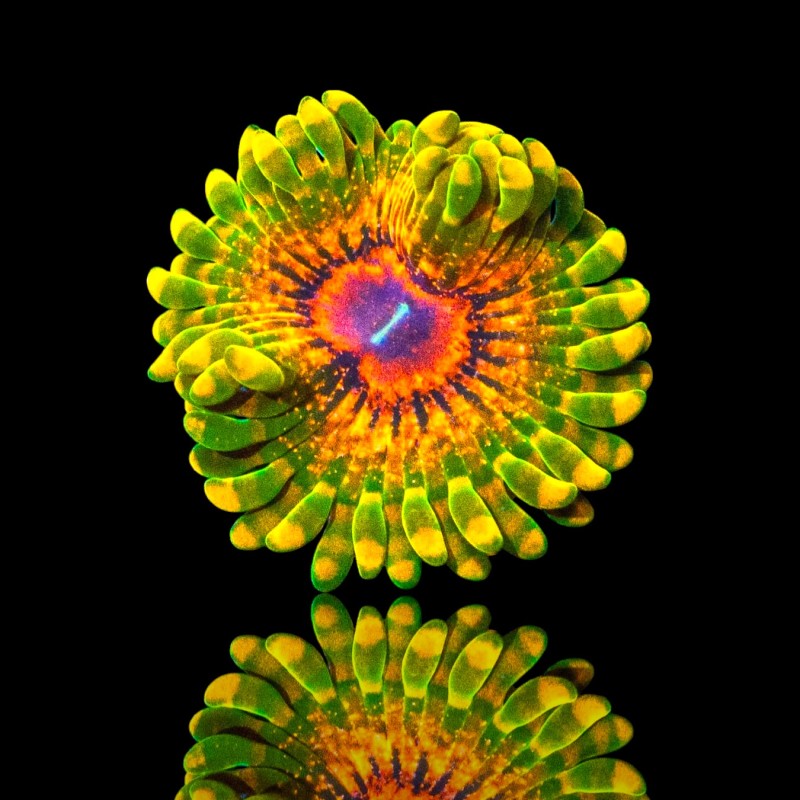 Zoanthus Großmeister Krakatoa Zoanthus Großmeister Krakatoa