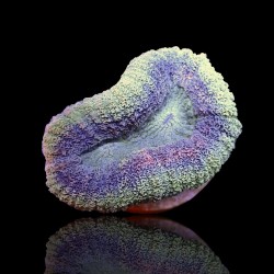 Kaufen Sie Lobophyllia sp. S-Größe Australien | Coralandfishstore.nl