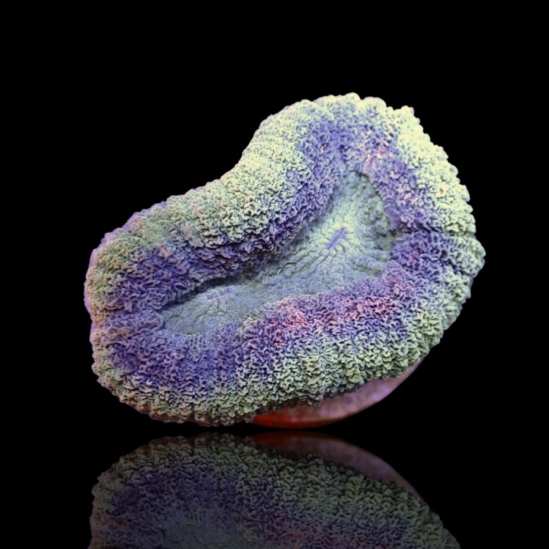 Kaufen Sie Lobophyllia sp. S-Größe Australien | Coralandfishstore.nl