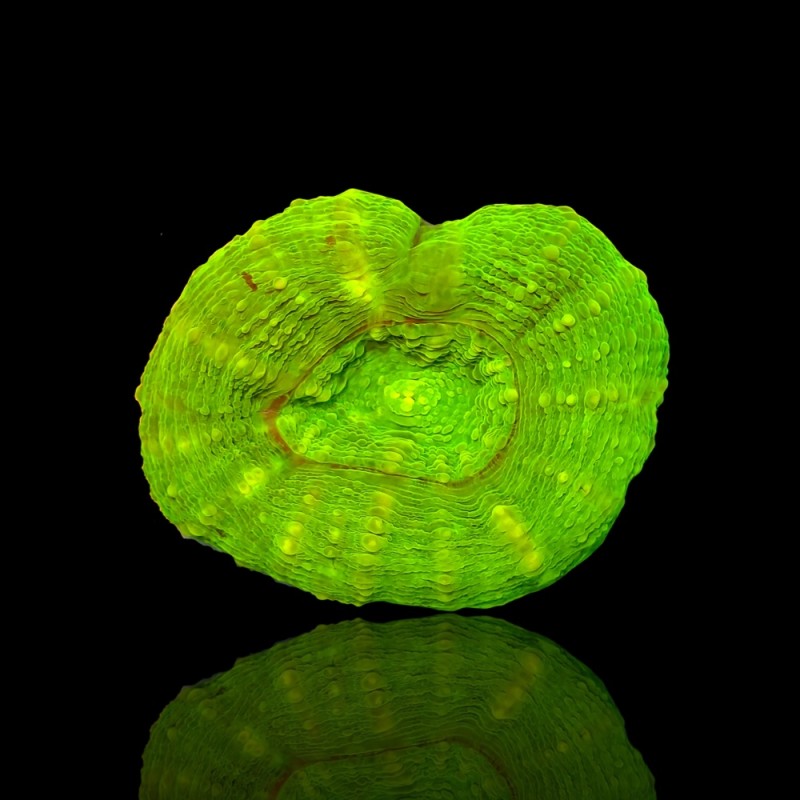 Kaufen Sie Lobophyllia sp. S-Größe Australien | Coralandfishstore.nl Kaufen Sie Lobophyllia sp. S-Größe Australien | Coralandfishstore.nl