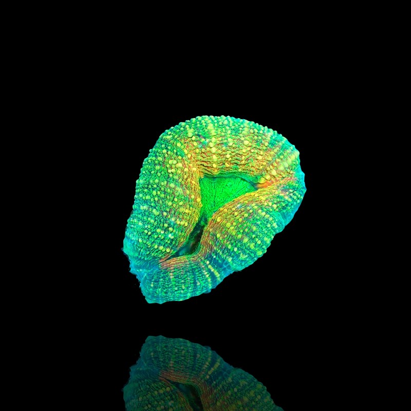 Kaufen Sie Lobophyllia sp. S-Größe Australien | Coralandfishstore.nl Kaufen Sie Lobophyllia sp. S-Größe Australien | Coralandfishstore.nl