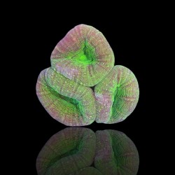 Kaufen Sie Lobophyllia sp. S-Größe Australien | Coralandfishstore.nl