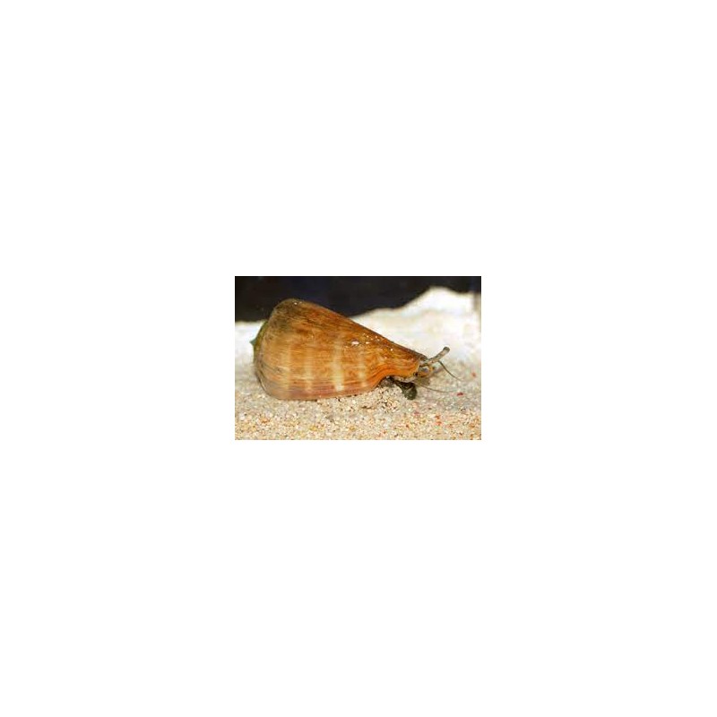 Strombus luhuanus (Tigermuschel) Strombus luhuanus (Tigermuschel)