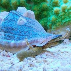 Strombus luhuanus (Tigermuschel)