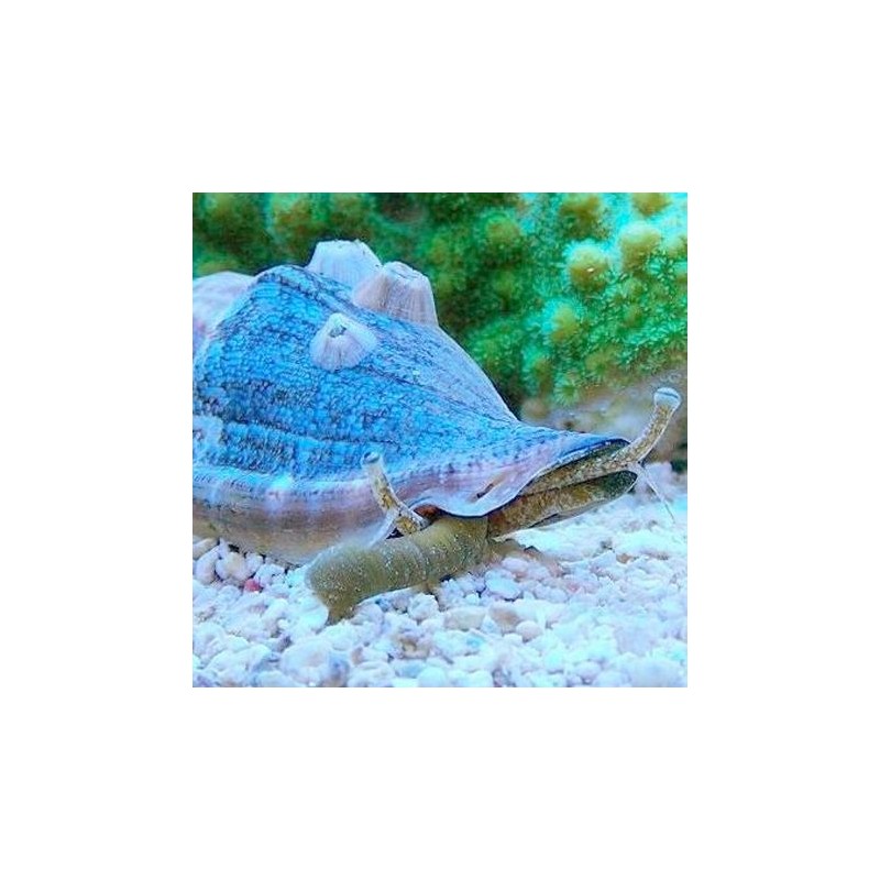 Strombus luhuanus (strombe tigré)