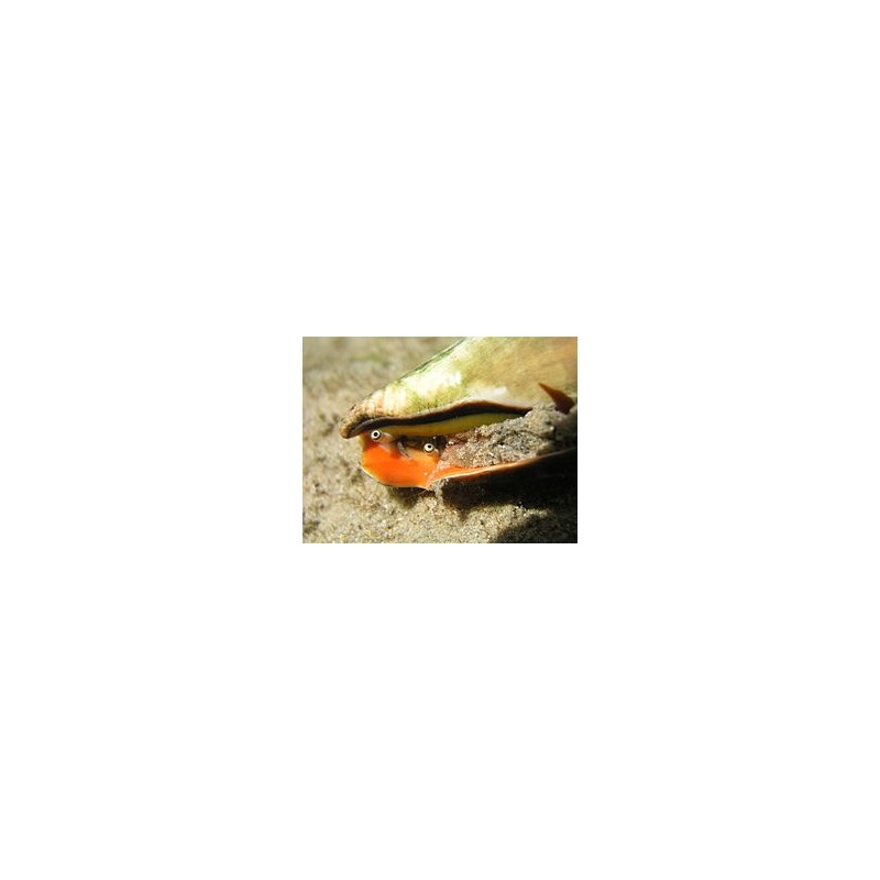 Strombus luhuanus (Tigermuschel) Strombus luhuanus (Tigermuschel)