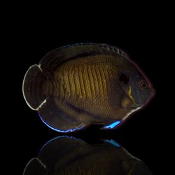 Möchten Sie Centropyge multispinis kaufen? | Coralandfishstore.nl