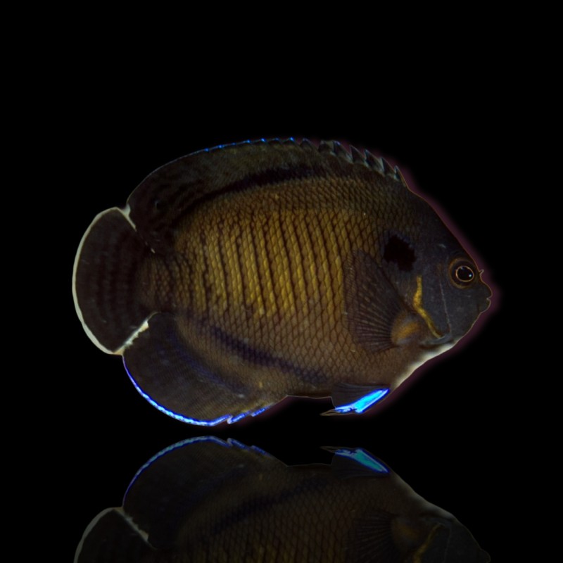 Möchten Sie Centropyge multispinis kaufen? | Coralandfishstore.nl Möchten Sie Centropyge multispinis kaufen? | Coralandfishstore.nl