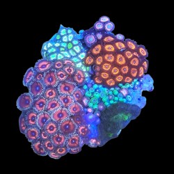 WYSIWYG 692 Zoanthus