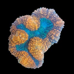 WYSIWYG 689 Symphyllia XL-size