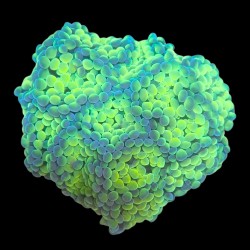 WYSIWYG 690 Euphyllia paraancora 12koppen