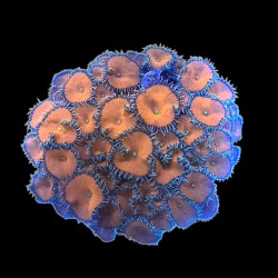 WYSIWYG 693 Zoanthus people eater