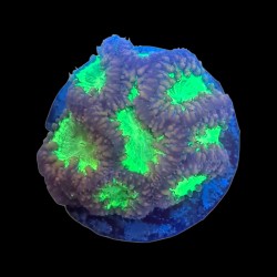 WYSIWYG 686 Blastomussa wellsi ultra green