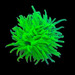 WYSIWYG 682 Holy grail (ontwikkeld al meerdere koppen)