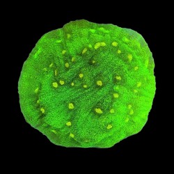 WYSIWYG 680 Echinopora yellow dot