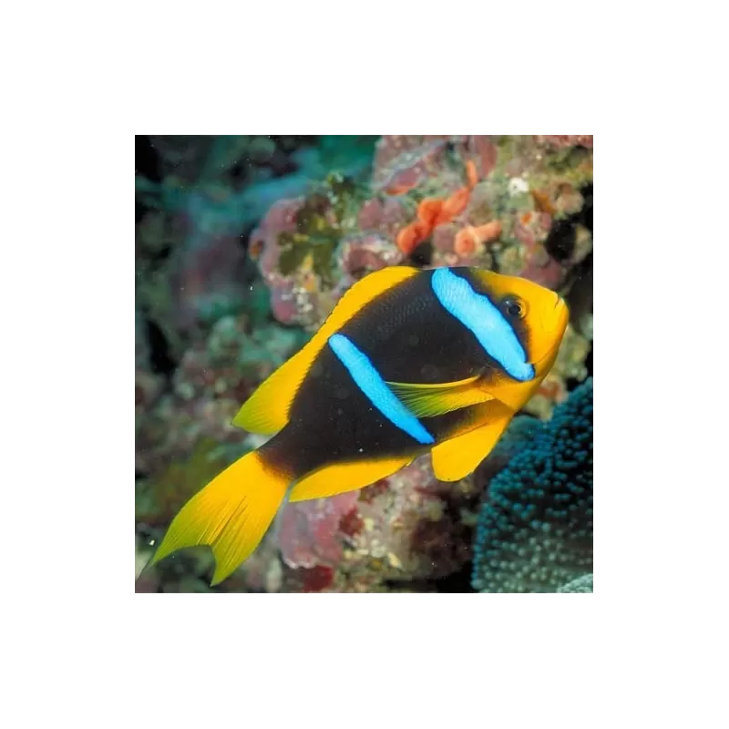 Amphiprion Chrysopterus M Amphiprion Chrysopterus M